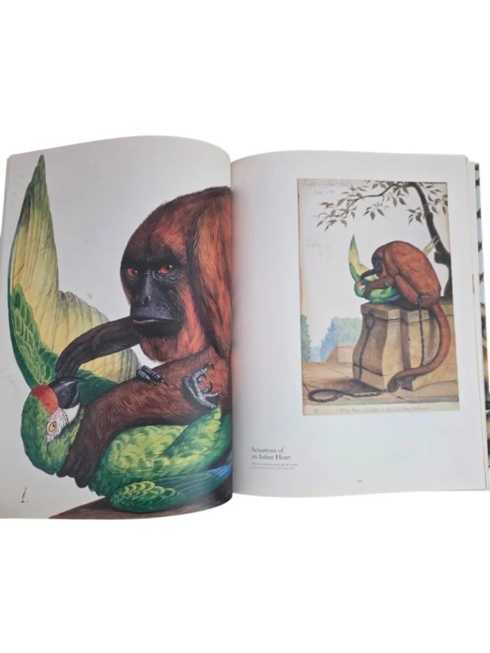 Walton Ford Pancha Tantra by Bill Buford 2009 Hardcover Art Monograph Book